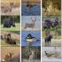 Wildlife Portraits - Stapled Calendars Thumbnail 1