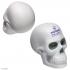Skull Stress Relievers Thumbnail 1