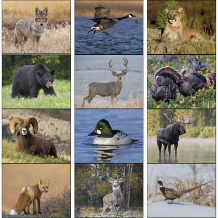Wildlife Portraits - Stapled Calendars 1